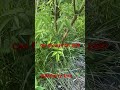 Elderberry Tree #elderberry #herbs #herbalremedies #herbalmedicine