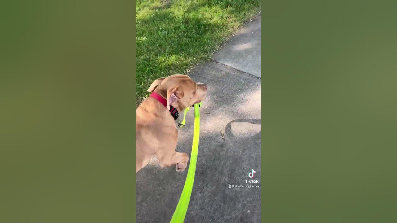 He s Showing Me How To Walk Shelter Dogs I Really Should Know By Now he-s-showing-me-how-to-walk-shelter-dogs-i-really-should-know-by-now