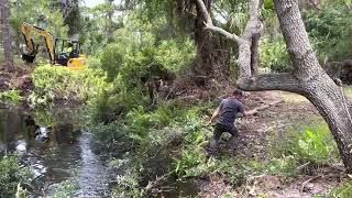 Cat 305 Mini Ex Clearing on a Pond Clean Out in Grant, Florida 📍