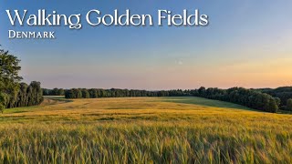 🇩🇰 4am Summer Solstice Walk Across Breathtaking Barley Fields in Denmark I Danish Nature in 4k