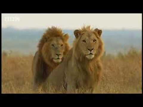 King lion duo and their pride - BBC wildlife