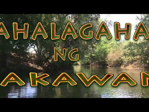 Video: Ano Ang Mangrove: Alamin Ang Kahalagahan Ng Mga Halamang Mangrove