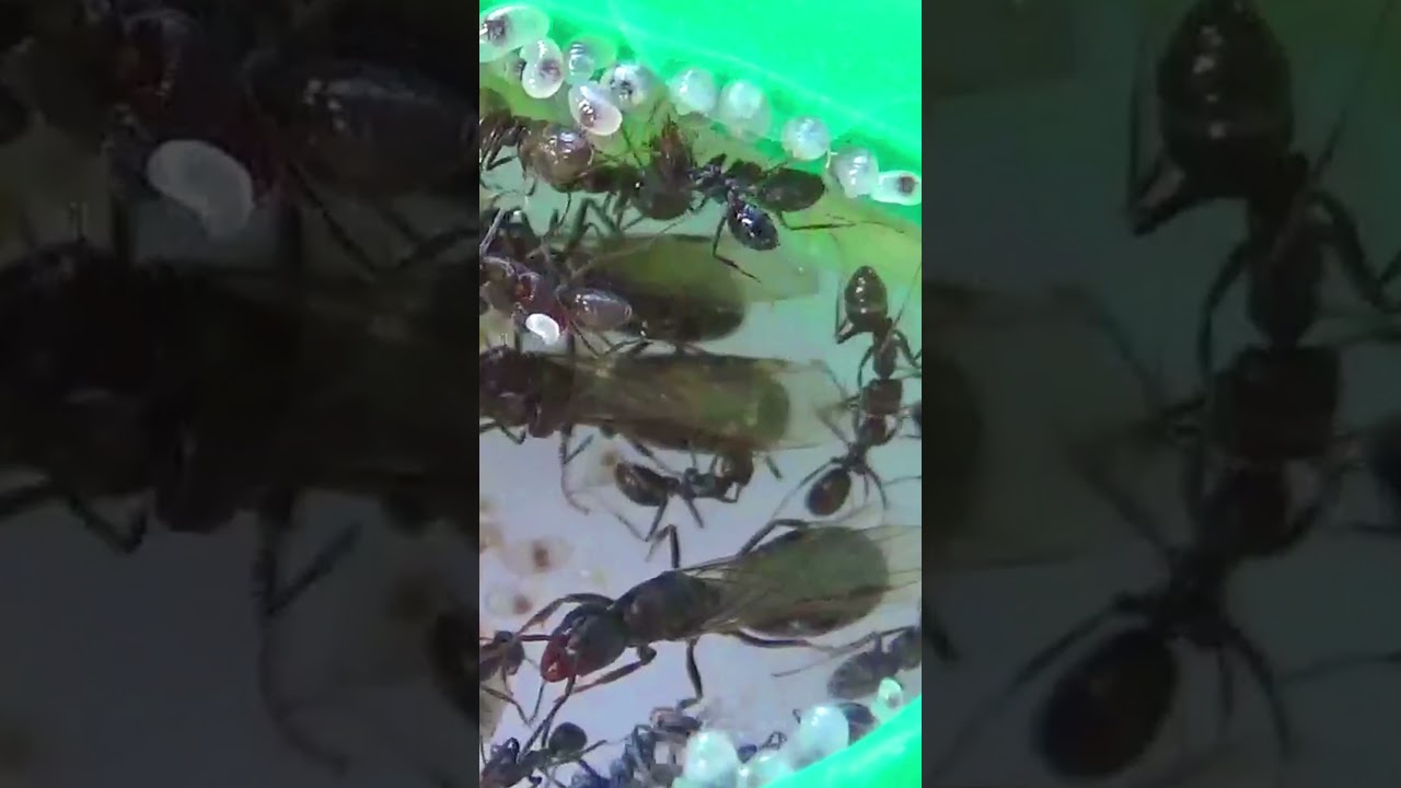 A Close Look at Queen Alates in the Nest 🐜