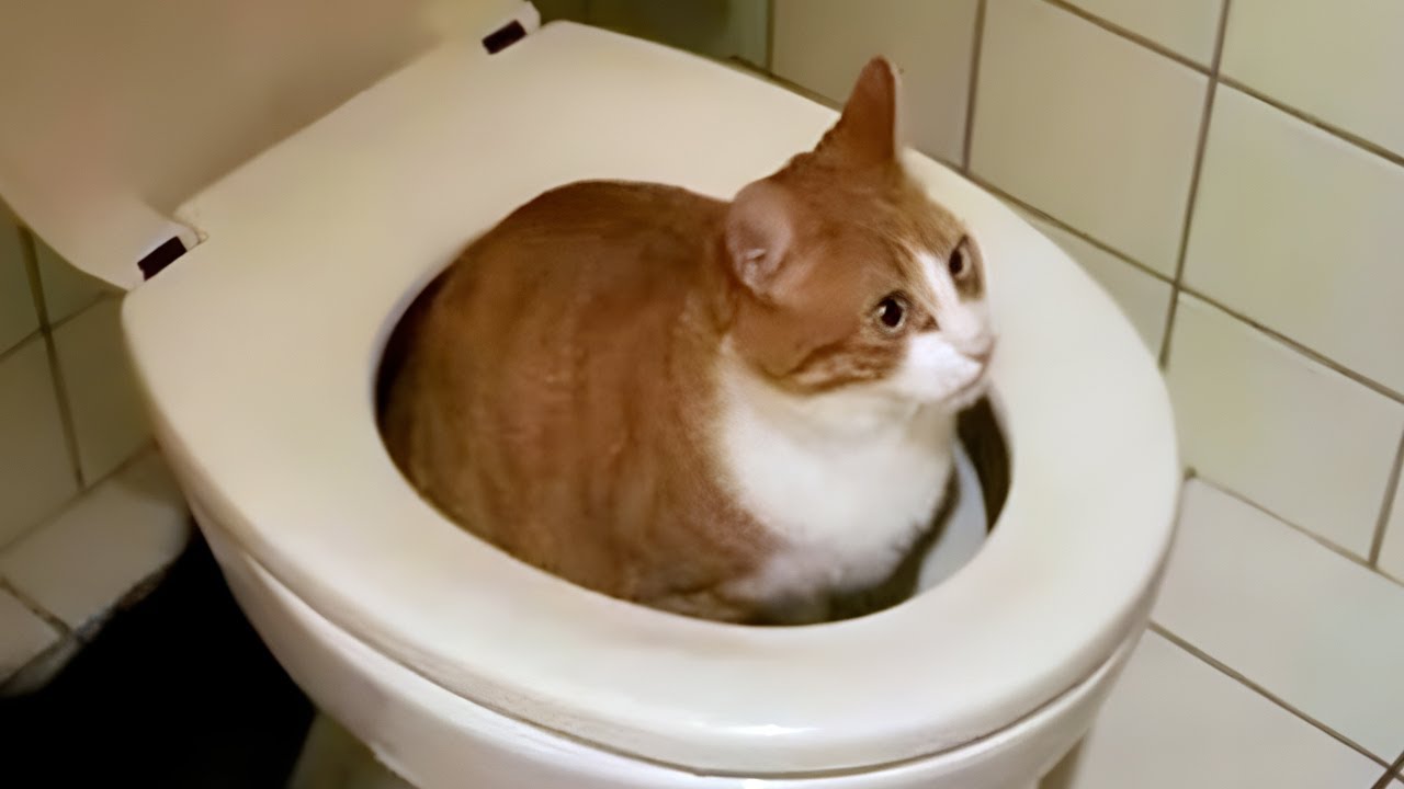 FUNNY CATS MEMES COMPILATION V03