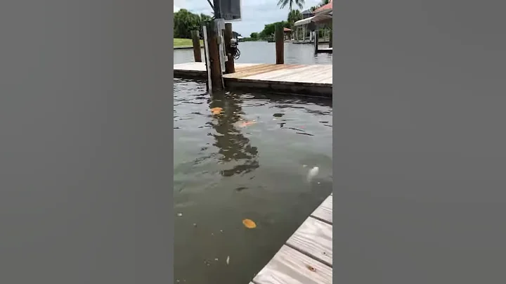 Wild dolphin eats fish right in front of my 9 year...
