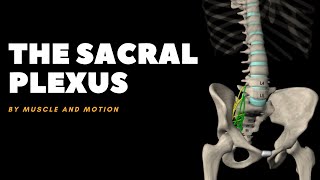 The Sacral Plexus and the Sciatic Nerve