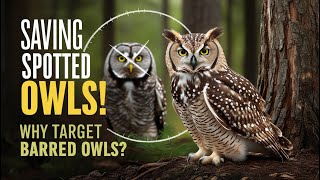 Saving Spotted Owls Why Is The U.s. Targeting Barred Owls?