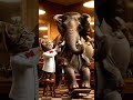 🎬 Episode 7 — “Cat Barber &amp; The Elephant Client” #catlife #cat #cute #funnycat #fypviral #funnypet