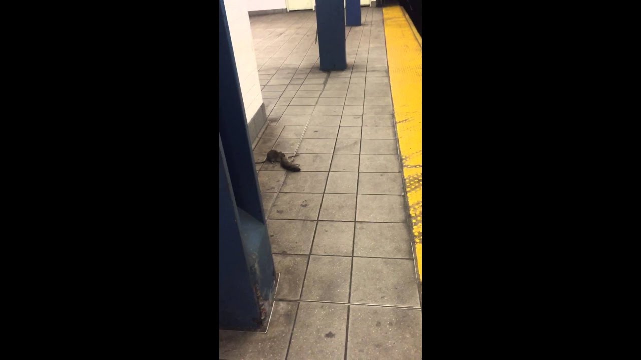 Rato de quase um metro aparece em loja de Nova York - ClickPB