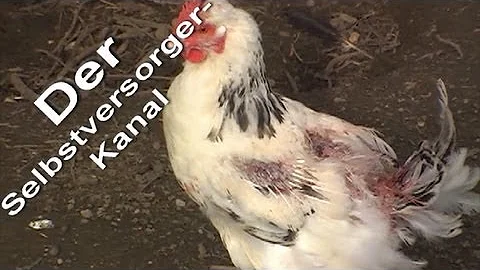 Warum wird ein Huhn von den anderen gemobbt?