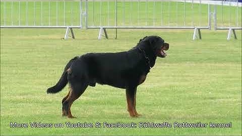 Nadine Möller & Anthrax vom Barghest, obedience, IFR IGP World Championship 2025, Hungary