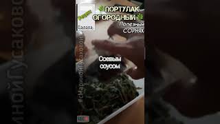 НЕ ПОЛОТЬ сорняк ПОРТУЛАК огородный, а сьесть. ОН как МОРСКАЯ КАПУСТА по вкусу, а полезный то какой!