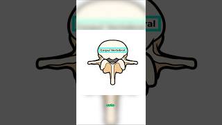 Structura Unei Vertebre Lombare