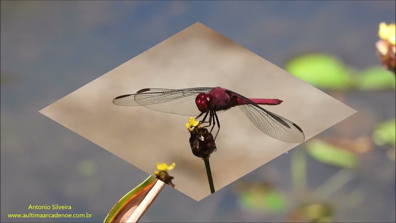Dragonflies of Sao Paulo Botanical Garden by Antonio Silveira.