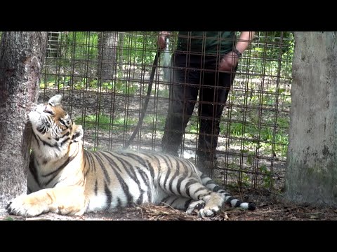 Vídeo: Big Cat Rescue: Santuário Da Vida Selvagem Da Flórida Para Grandes Felinos