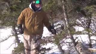 A good day in TheWildNorth finally a trapping video