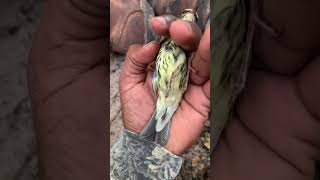 A Bird in the Hand | Northern Waterthrush | Migratory Birds | Bird Banding #birds #nature #wildlife