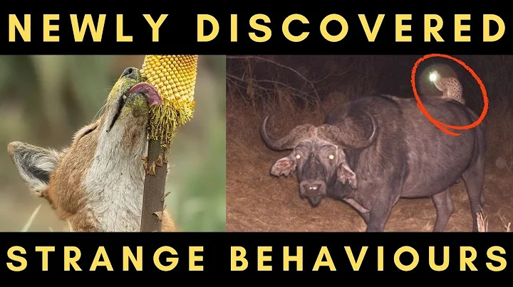 10 Recently Discovered Strange Animal Behaviours thumbnail