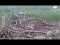 Dorcha screams in delight as Louis the Loch Arkaig Osprey brings her a fourth fish 19 Jun 2026