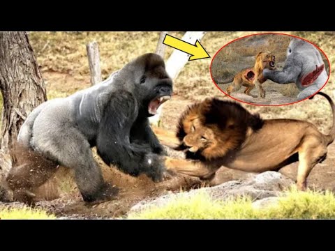  Perkelahian  Babun dengan Pemangsa perkelahian binatang buas  YouTube