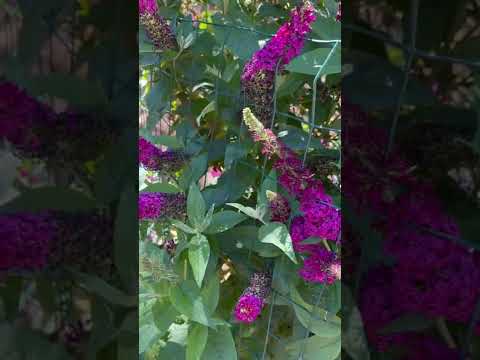 Βίντεο: Θάμνοι πεταλούδας για κήπους της ζώνης 4: Συμβουλές για την καλλιέργεια ενός ψυχρού θάμνου πεταλούδας