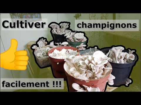 Vidéo: Compost Pour Champignons : Composition. Comment Faire Un Compost Pour Faire Pousser Des Champignons De Ses Propres Mains ? Compost De Bloc De Champignon Sur La Cosse