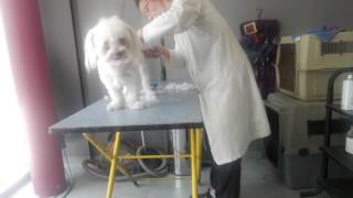 Tonte d un bichon maltais