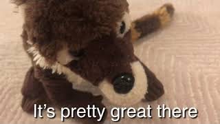 The coati