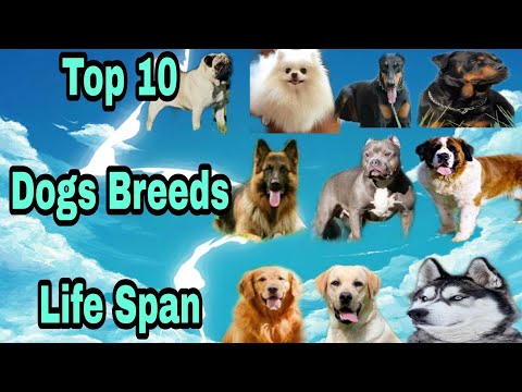वीडियो: अंग्रेजी सेटर कुत्ते की नस्ल हाइपोएलर्जेनिक, स्वास्थ्य और जीवन अवधि