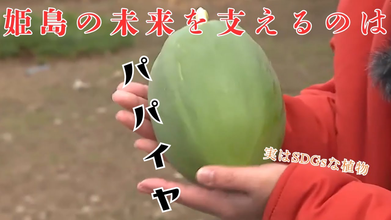 島で「青パパイヤ」フルーツではなく料理に使うタイプは漬物が絶品