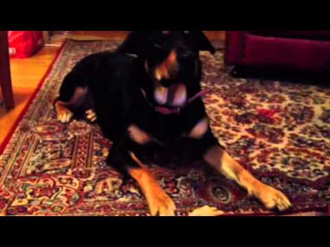 Video: Hvordan Kan En Hund Få Rabies?