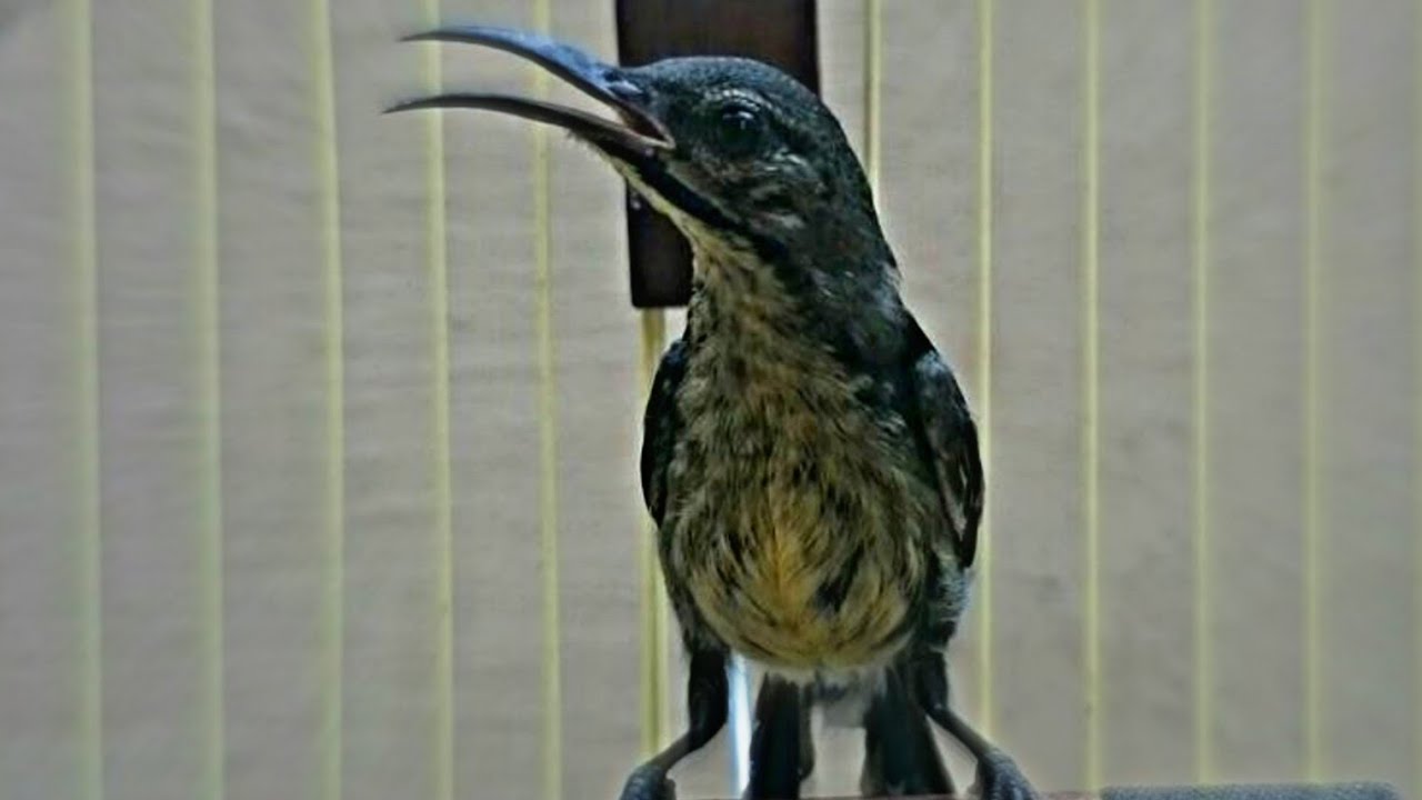 Kolibri Hitam Blacksunbird Trotol Prospek Gacor Youtube