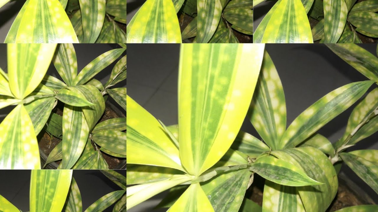 446🌿🥀Indoor,No Maintenance Dracaena Surculosa/Spotted Plant/Gold Dust