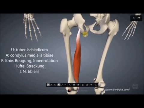 Video: Ursprung, Funktion Und Anatomie Des Semimembranosus-Muskels - Körperkarten