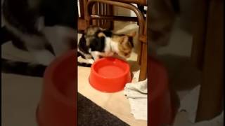 Cat Kim Drinks Her Water Very Funny