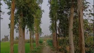 আমার প্রেমের মুকুট তুমি কপালের টিপ || Amar premer mukut, tumi Kopaler tip আমার প্রেমের মুকুট তুমি