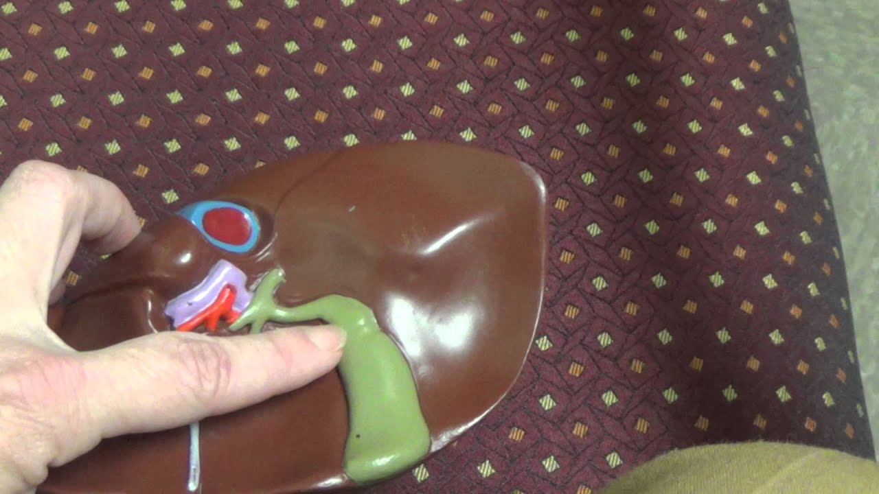 Liver Model