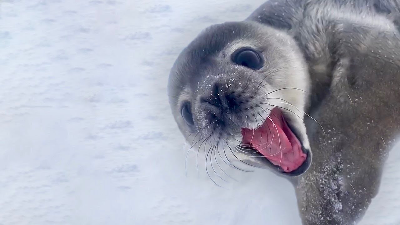 This Seal Sounds Like a Man Daily Dose Of Videos daily interesting video YouTube