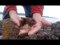 The wonderful sea life of Pembrokeshire rock pools with Craig Evans