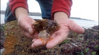 The wonderful sea life of Pembrokeshire rock pools with Craig Evans