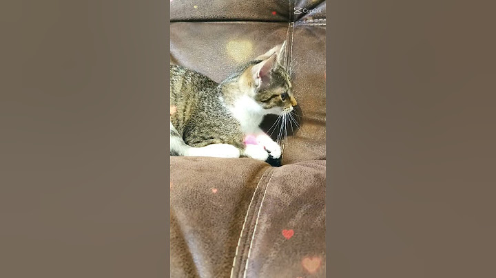 Кошечка Маня 😸😸😸❤❤❤😸😸😸