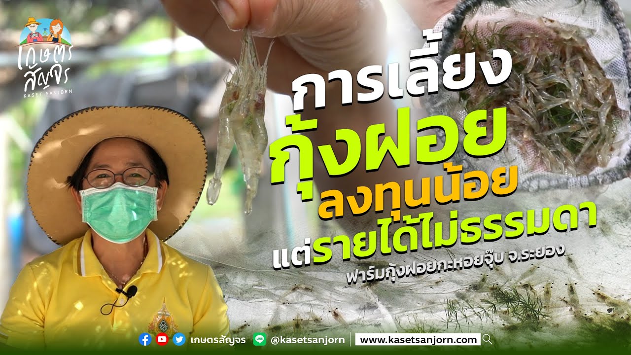 เลี้ยงกุ้งฝอย ลงทุนน้อย รายได้ไม่ธรรมดา - เกษตรสัญจร
