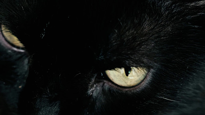 Mèo đen mắt vàng là giống gì năm 2024
