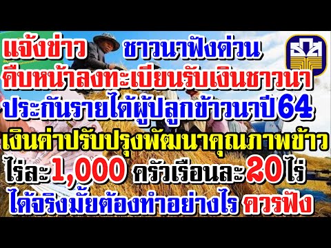 ด่วน!แจ้งคืบหน้าเงินช่วยชาวนาประกันรายได้ผู้ปลูกข้าวค่าปรับปรุงพัฒนาคุณภาพข้าวไร่ละ1,000บาท30/08/64