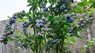 盆栽蓝莓要想高产这三个方法不要少10年实战经验分享快收藏