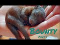 Baby Eichhörnchen Bounty (Part 1) | Baby Squirrel