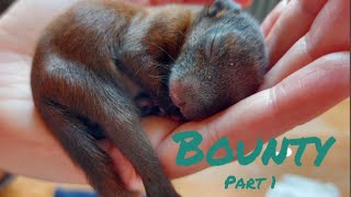 Baby Eichhörnchen Bounty | 2-7 Wochen alt | Baby Squirrel (Part 1)
