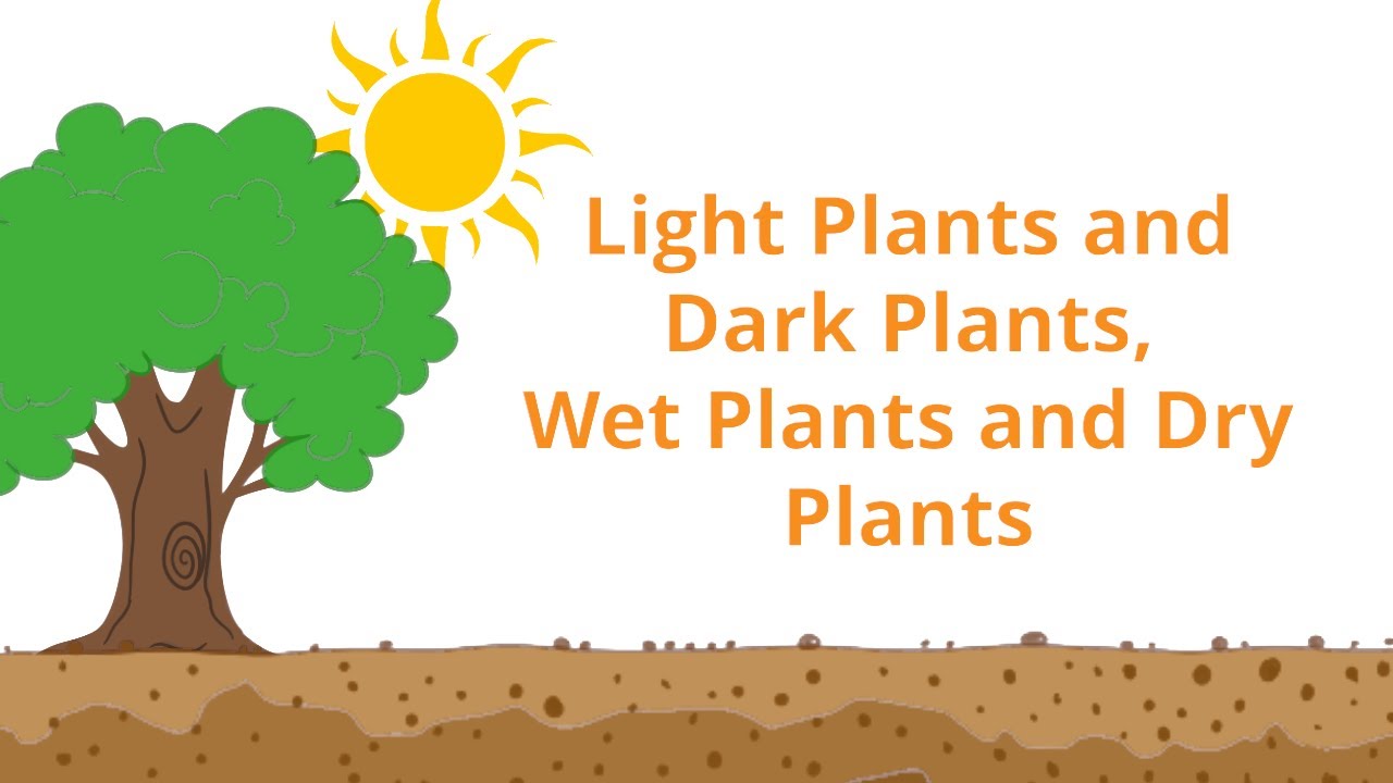 Light Plants and Dark Plants, Wet Plants and Dry Ones