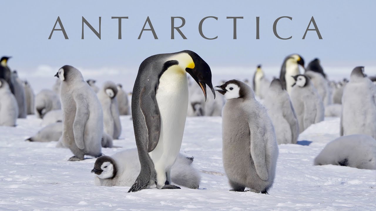 ANTARCTICA | Trip to the South Pole & Emperor Penguins