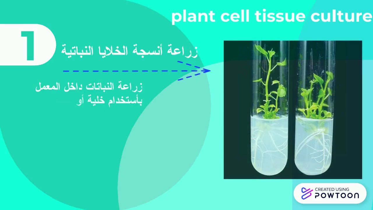 التكنولوجيا الحيوية الزراعية - Agriculture biotechnology